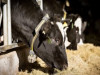 ES atceļ piena kvotu sistēmu – lauksaimniekus gaida pārmaiņas