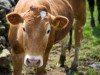 Dūklavs: Piensaimniecībai steidzami nepieciešams ES tiešais atbalsts