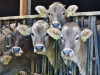 “Zemnieku saeima”: Pašreizējais piena iepirkuma cenu pieaugums nav objektīvs
