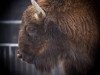 Pirmo reizi Rīgas Cirkā – Antonio Simeks un īsts bizonu šovs