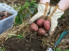 Kartupeļu ražu ietekmējusi puve