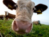 Latvijas piensaimniekiem nepieciešams steidzams ES atbalsts