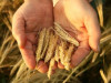 Pērn sasniegta Latvijas vēsturē lielākā graudu kopraža