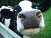 Apstiprina ES ārkārtas atbalsta piešķiršanas kārtību piena nozarē