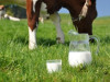 Beidz pastāvēt piena kvotu sistēma, neziņa par iespējamo pārprodukciju