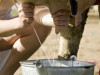 Zemnieku saeima: šobrīd piena uzpircēji grauj kooperatīvus