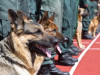 Robežsardze ar suņiem notver vērienīgu nelegālo vjetnamiešu grupu
