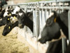 Saistībā ar piena krīzi, lauksaimnieki aicina valdību rīkoties