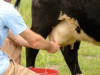 Q drudža varbūtēji skartās saimniecības turpina pārdot pienu