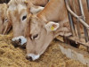 Lauksaimnieki izvirza prioritāros pasākumus piena nozares glābšanai