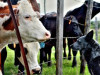 Piensaimniekiem atbalsts 6,197 miljonu eiro apmērā