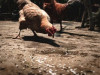 PVD: Dažas saimniecības atklāti ignorē piesardzības pasākumus pret putnu gripu