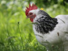 PVD: Putnu gripa jau varētu būt Latvijā