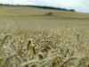 Zemnieku saeima: Valsts kompensēs tikai daļu no lauksaimnieku zaudējumiem