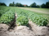 “Zemnieku saeima” vērtēs iespēju izsludināt ārkārtas situāciju visā Latvijā