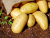Zemnieki raizējas par pārtikas cenu kāpumu, kilograms kartupeļu varētu maksāt vienu eiro