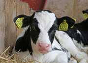 “Zemnieku saeima”: Piena cenas krītas, bet veikalā mēs to neredzam