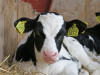“Zemnieku saeima”: Piena cenas krītas, bet veikalā mēs to neredzam